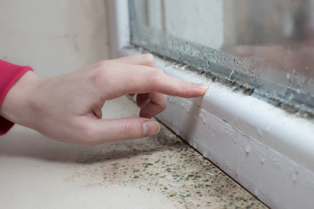Reliable Grayling, MI Mold Removal Solutions